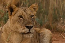 Kubwa Five Safaris Reviews 2022 | Trustindex.io