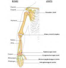 Shoulder anatomy joint cuff bursa bursitis tendon muscle subacromial arm deltoid diagram ligament acromion blade coracoid humerus inflammation injury process scapula system human musculoskeletal supraspinatus acromioclavicular. Https Mesa Ucop Edu Wp Content Uploads 2018 09 5 A Prosthetic Arm Pdf