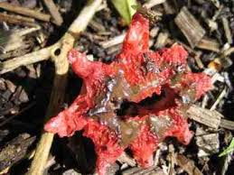 Image result for Hydnoraceae