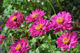 Maybe you would like to learn more about one of these? Floriculture Services Care For Your Arizona Desert Flowers New Image