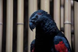 Since the remarkable pesquet's parrot had a limited range to begin with, it remains especially vulnerable. Meet The Dracula Parrot The Mesmerizing Bird Of The New Guinea