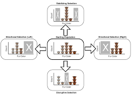Directional Selection Stabilizing Directional And Disruptive Selection The Selection Natural Selection Fun Facts