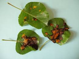 Image result for rez rzivost ostru%u017Einy