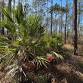 Orienteering Live Event: Silver Springs State Park