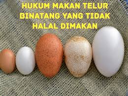 Pídàn), telur hitam, atau telur seribu tahun adalah makanan khas tionghoa yang dibuat dari telur ayam atau itik yang diawetkan di dalam campuran lempung, abu, garam, kapur tohor dan sekam padi selama beberapa minggu atau sampai beberapa bulan. Hukum Makan Telur Binatang Soal Jawab Mazhab Syafi I Facebook