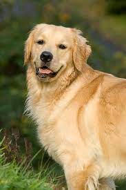 beautiful golden lucy most beautiful dog breeds golden retriever old golden retriever