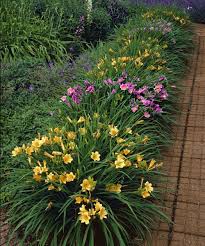 Check spelling or type a new query. Daylilies Are Incredibly Easy To Grow And Thrive In Hot Summer Sun Stella D Oro And Purple D Long Driveway Landscaping Daylily Garden Driveway Landscaping
