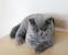 Tabby British Shorthair Kitten