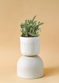 Image result for Rhipsalis baccifera