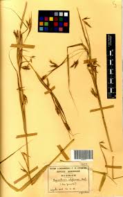 Image result for Hyparrhenia subplumosa