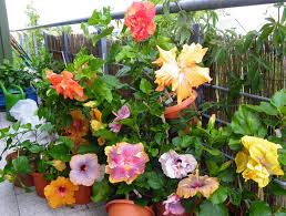 Pin On Hibiscus