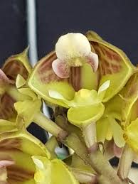 Image result for Polystachya galeata