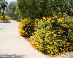 Image result for Tecoma stans