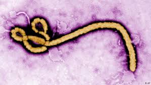 More recent data puts the current occurrence of death as a result of the ebola virus at between 60% and 65%. Ebola Outbreak In Drc Same Virus But Different Africa Dw 25 08 2014