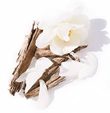 Tuberose Frangipani Fragrance Oil Luxury Fragrance Oils Etsy In 2020 Frangipani Oil Making Candles Scented Fragrance