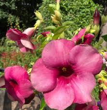 Image result for Allamanda cathartica