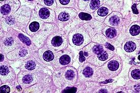 Learn microscope basics and how the various parts of a microscope work together. Human Skin Cells Under Microscope 400x Google Search Microscopic Cells Microscopic Photography Things Under A Microscope