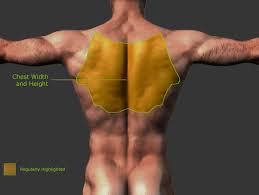 Anatomy for the artist midterm. Body Part Morphing Anatomy