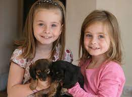 How to train 2 puppies from the same litter. Buying Siblings Two Puppies Or Rearing Two Young Pups From Different Litters Nightmare Don T Do It