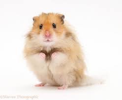 Both males and females of this fancy hamster breed have long hair, but it is the fluffy coat of the female that truly describes their namesake. Long Haired Syrian Hamster Photo Syrian Hamster Hamster Cute Hamsters