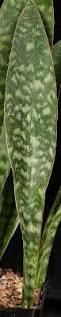 Image result for Sansevieria nilotica