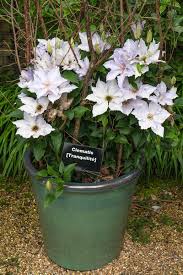 Image result for Clematis costata