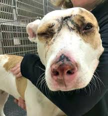 Turtle is a python feature like a drawing board which let us command a turtle to draw all over it. Our Blog Page 7 Of 24 Petfinder Foundation