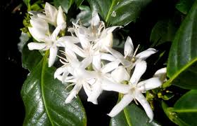 Image result for Coffea