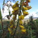 Image result for Crotalaria cleomifolia