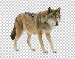 Dog Arctic Wolf Eurasian Wolf Stock Photography Iberian Wolf Png Clipart Animals Arctic Wolf Canidae Canis Carnivoran Free Eurasian Wolf Arctic Wolf Wolf