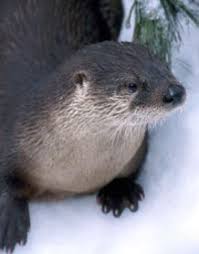 River Otter River Otter Otters Amazon Rainforest Animals
