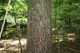 Maps of native trees and plants in arkansas. Arkansas Trees 001 Lancepr Flickr