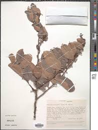 Image result for Elaeodendron buchananii