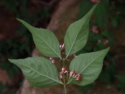 Image result for Blepharis burundiensis