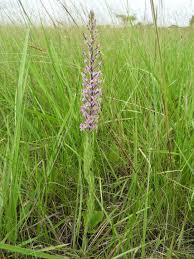 Image result for Brachycorythis