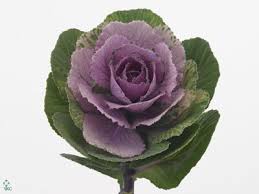 Image result for Brassica