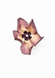 We did not find results for: What I See When I Run Seduce Talipariti Tiliaceum Floral Art Flowers Nature Nature Inspiration