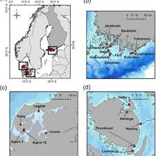 Pdf Blue Carbon Stocks In Baltic Sea Eelgrass Zostera Marina Meadows