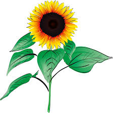 Download now gambar animasi kartun bunga matahari kumpulan gambar. 50 Gambar Bunga Matahari Animasi Terbaik Eye Candy Photograph