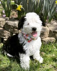 Check spelling or type a new query. All About Sheepadoodle Sizes Toy Miniature Standard 2021 We Love Doodles