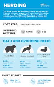 Even tearless shampoos can irritate your dog's eyes. How Often Do I Wash My Dog Advice For Pet Parents Petco