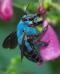 Long Lost Ultra Rare Blue Bee Discovered In Florida In 2020 Insects Carpenter Bee Cool Insects