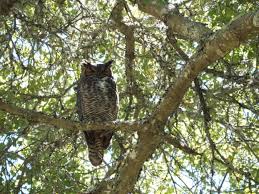 If your research indicates there are cavity nesting owls in your area, build and install a nest box to attract ths type of owl. How And Why To Attract Owls To Your Backyard Hubpages