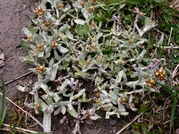 Image result for Pseudognaphalium luteo-album