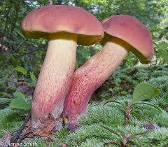 Image result for Boletus separans