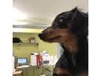We did not find results for: Dachshunds For Sale In Des Moines Dogs On Oodle Classifieds