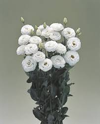 Image result for eustoma lisianthus in vase