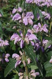 Image result for Syncolostemon linearis