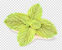 leaf mint plant herb flower cartoon spearmint peppermint apple mint flowering plant basil transparent background png clipart hiclipart leaf mint plant herb flower cartoon