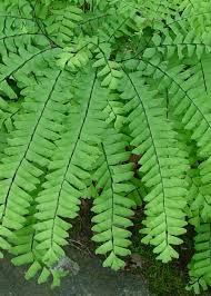 Image result for Adiantum schweinfurthii